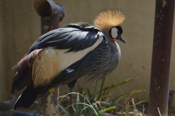 Grey crowned crane (Balearica regulorum) - Beautiful but endangered national bird of Uganda