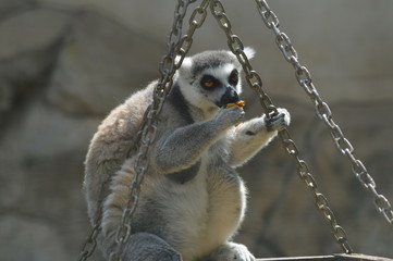 Closeup portrait of an enadangered cute ring tailed Lemur l Lemur Catta in captivity in South Africa