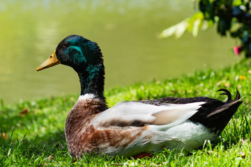 Pato 4
