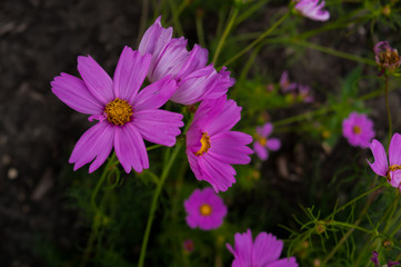Obraz premium Piękne różowe lub fioletowe kwiaty Kosmos w ogrodzie