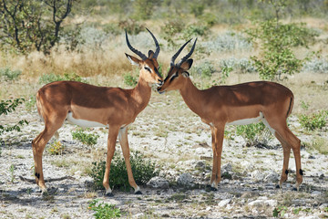 Two black faced impala