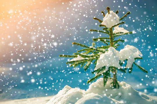 Young tender spruce tree with green needles covered with deep snow and hoarfrost and large snowflakes on blurred blue colorful copy space background. Merry Christmas and Happy New Year greeting card.
