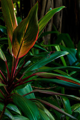 multicolor plant at the rainforest Brazil