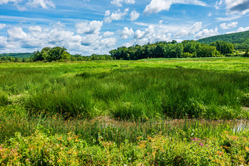 green field and blue sky