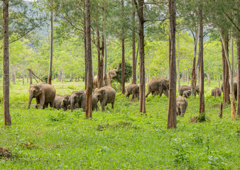 Asian wild elephants look very happy with food in the rainy season