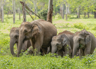 Asian wild elephants look very happy with food in the rainy season