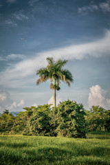 Fototapeta premium Solo de palma