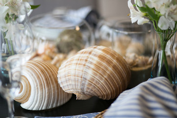 Shells close up decorating table