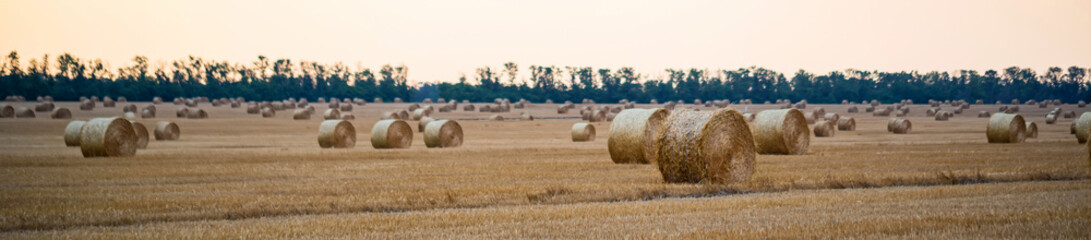 Panoramic view of big round haystacks on field in countryside