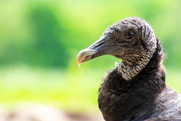 Wildlife