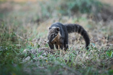 South American Coati,looking for insects,Pantanal,Brasil