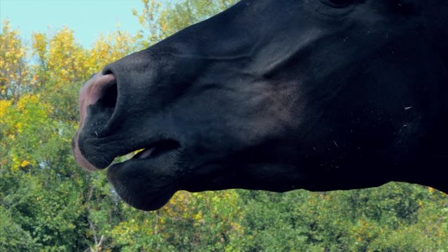 Young Stallion, Elegant Thoroughbred. Dark brown horse after castration runs around the enclosure, screaming.
