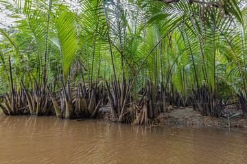A beauty of the Klong SangNeh  Which is known as the little Amazon of Thailand