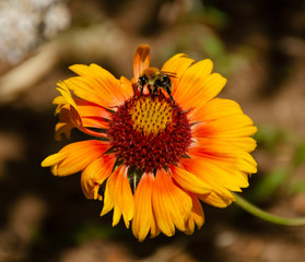 A bee drinks nectar from a yellow flower. Blurred background