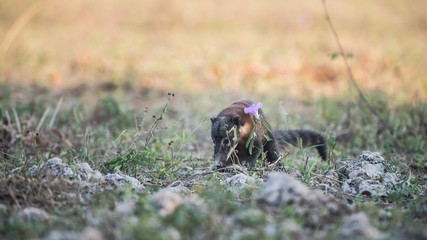 Fototapeta premium South American Coati,looking for insects,Pantanal,Brasil