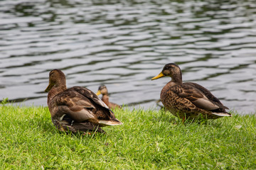 ducks on the grass
