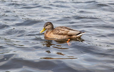 Fototapeta premium duck in the water