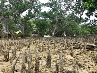 Fototapeta na wymiar Mangrove Roots
