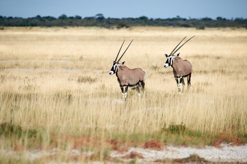 Two southern oryx (Oryx gazella) in Namibia