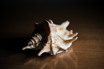 Seashell on the table, bright light, contrasting photo