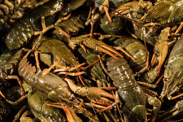 Raw crayfish with beer on wooden background