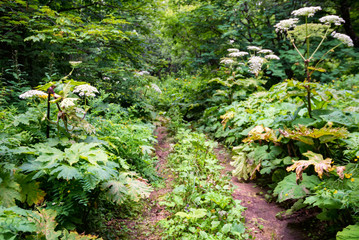 Obraz premium View of path in summer forest with lush wild vegetation on sides on sunny day