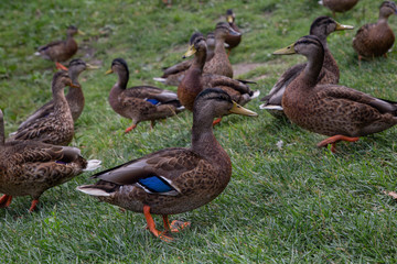 ducks on grass