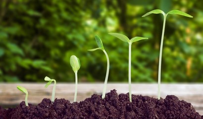 Growth of new life on  background