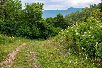Fototapeta na wymiar View of path in summer forest with lush wild vegetation on sides on sunny day