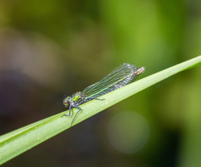 dragonfly on blade of grass