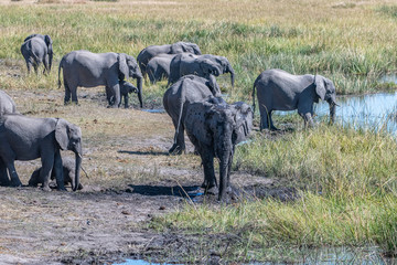Obraz premium Elephant mud bath and dusting