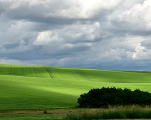 Fototapeta premium Green Rolling Hills Of The Palouse