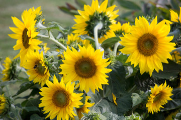 Sonnenblumen (Helianthus annuus)