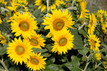 Sonnenblumen (Helianthus annuus)
