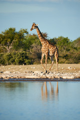 Giraffe (Giraffa camelopardalis) at a waterhole.