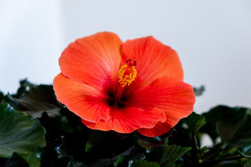 Red-orange tropical hibiscus flower in full bloom; these flowers are special because once they open, they only last for one day before closing and falling off