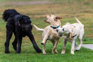Yellow Labrador puppies reacting to meeting large American Standard Poodle with playful facial...