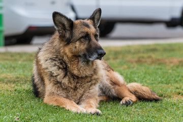 Old and mature German Shepard dog taking a rest by lying on the grass at the park.