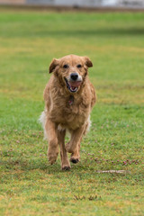 Golden Retriever dog jogging with ball in mouth with smile on face.
