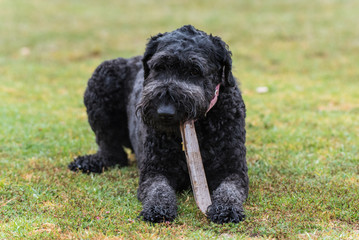 Large black American Standard Poodle dog lying on dog park grass and chewing on a wooden stick.