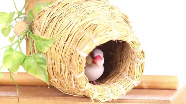 壺巣の中のシルバー文鳥のメス