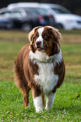 Australian Shepard dog standing alert in grass at park with attention and eyes to right.