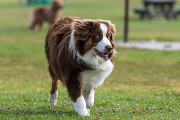 Australian Shepard dog jogging across grass at park with attention and eyes straight ahead.