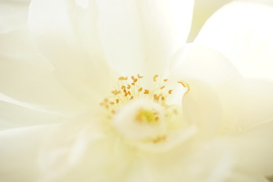 white rose macro photo with stamen and petals