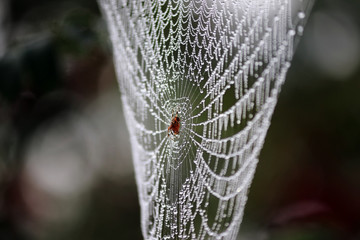 morning dew on the web