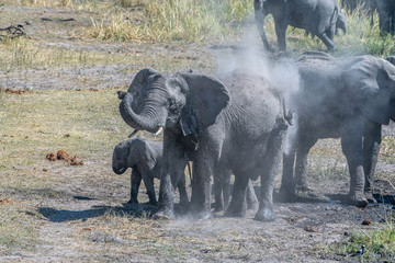 Fototapeta na wymiar Elephant mud bath and dusting