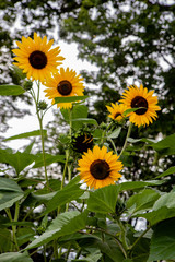 Colourful Yellow and Orange Summer Sunflowers in the Front Garden