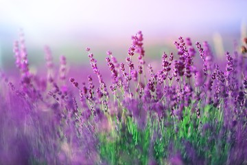 Lavender.
