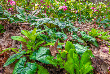Green Garden