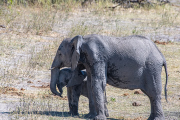 Elephant mud bath and dusting